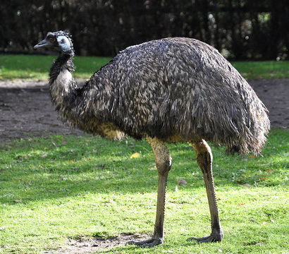 Emu - Australia's Physical Features