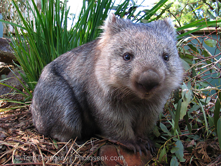 Wombat - Australia's Physical Features